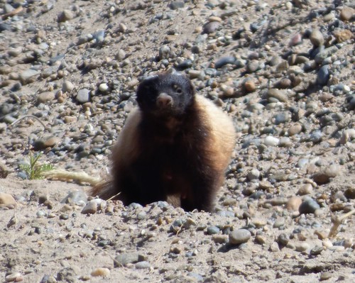 Molina's Hog-nosed Skunk