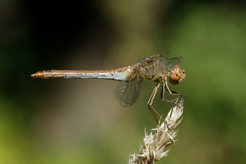 Southern Darter
