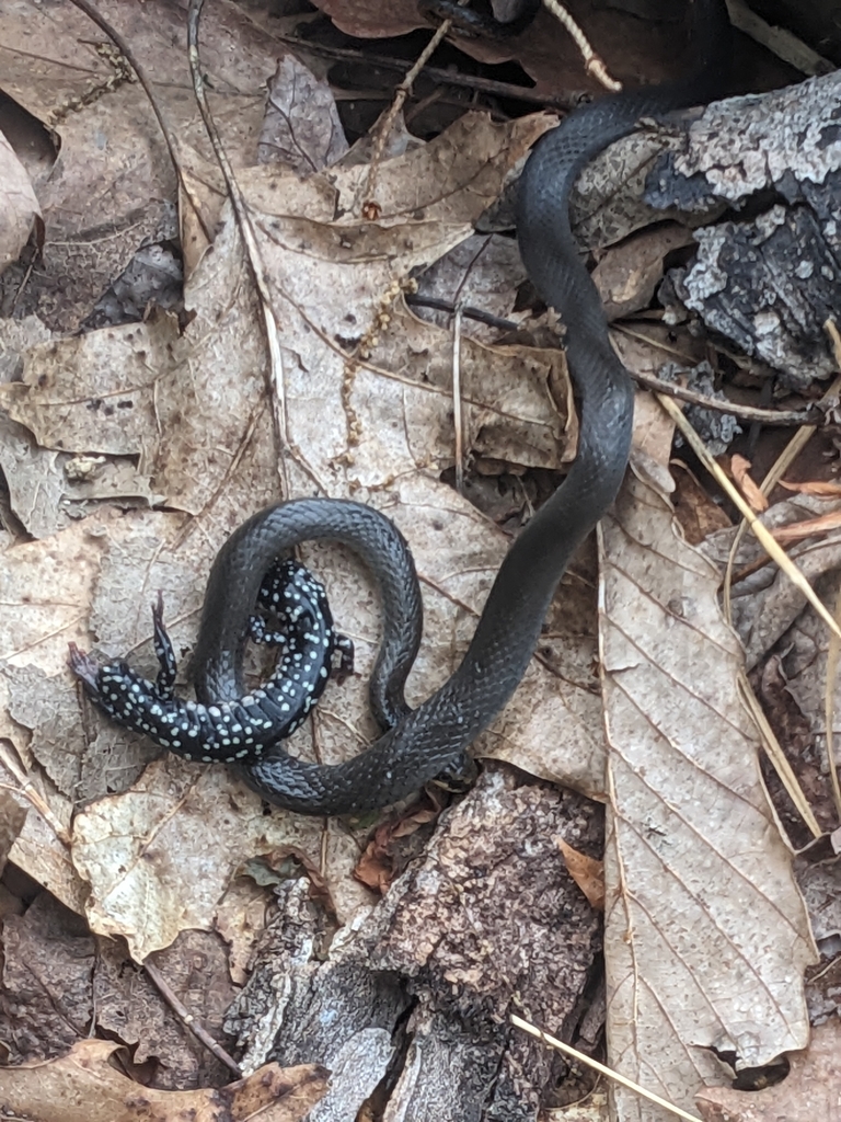 Northern Ringneck Snake from Elk Garden, WV 26717, USA on June 28, 2023 ...