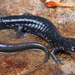 Plethodon teyahalee - Photo (c) Jake Scott, kaikki oikeudet pidätetään, lähettänyt Jake Scott