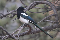 Black-billed Magpie - Photo (c) maggieschedl, all rights reserved