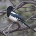 Black-billed Magpie - Photo (c) maggieschedl, all rights reserved