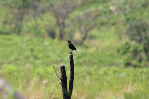 Sooty Chat