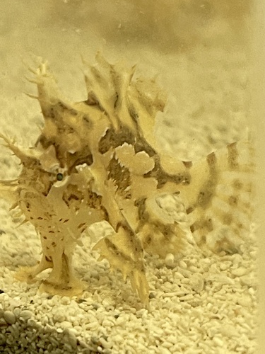 Sargassumfish