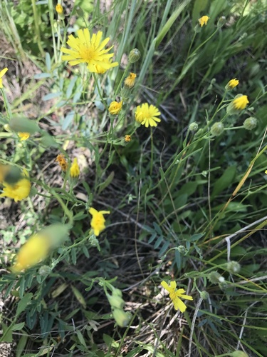 narrow-leaved hawksbeard