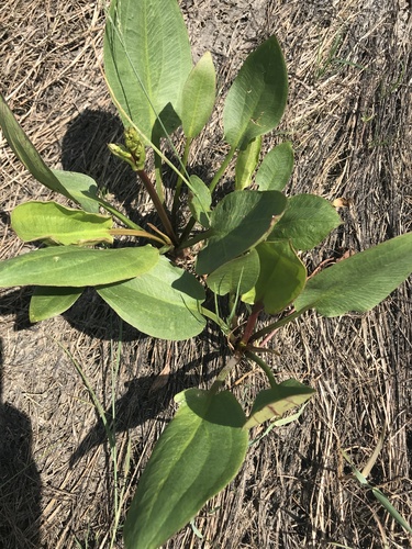 northern water-plantain
