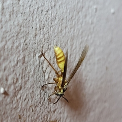 Apoica pallens image