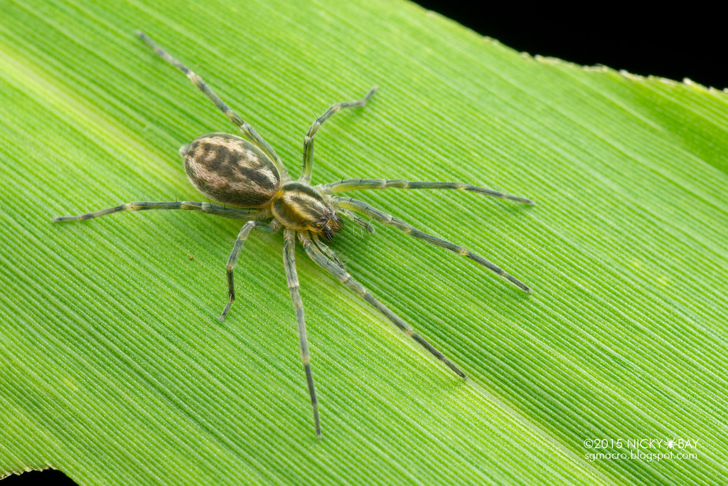 ghost-spiders-from-tambopata-national-reserve-right-side-tambopata