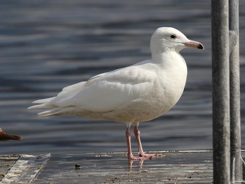 Glaucous Gull