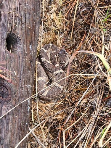 iNaturalist observation photo of Northern Pacific Rattlesnake