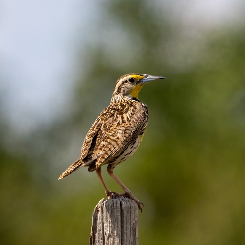 Western Meadowlark