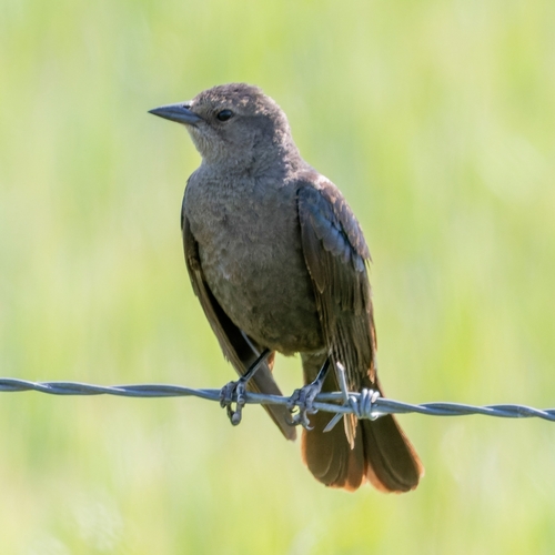 Brewer's Blackbird