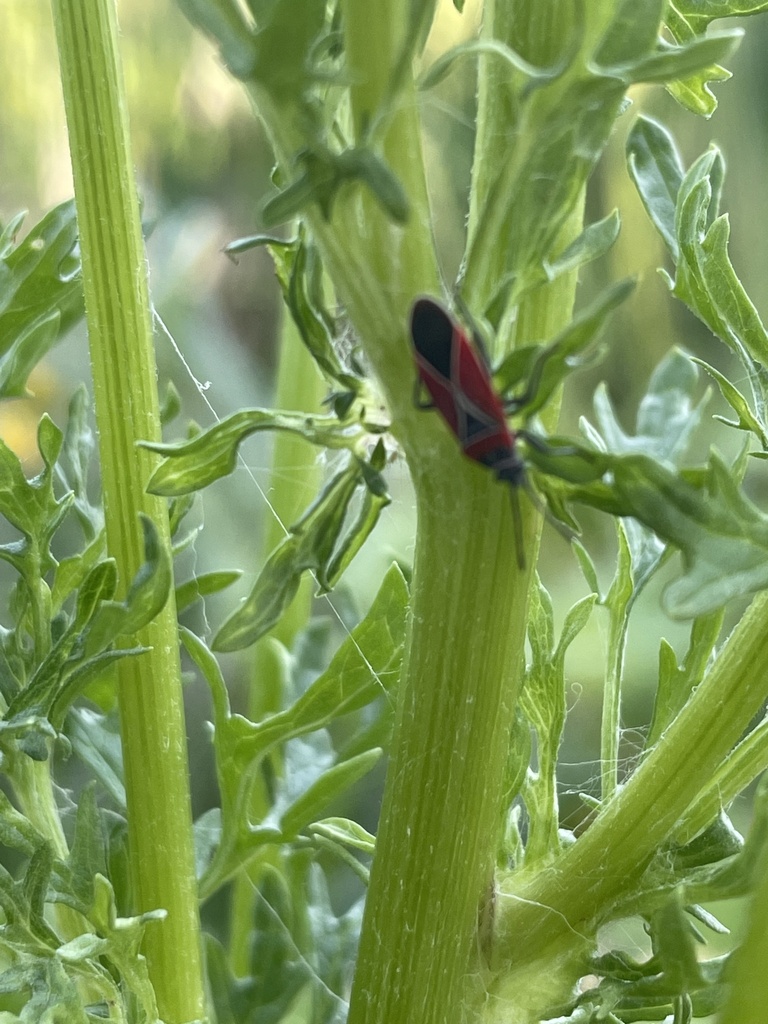 White-crossed Seed Bug from University of Washington, Seattle, WA, US ...