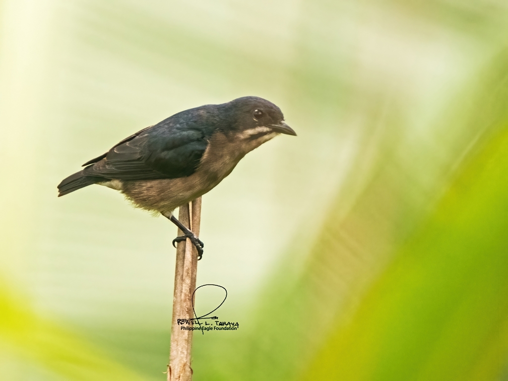 Whiskered Flowerpecker photo