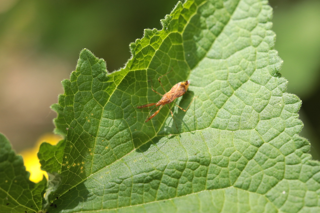 Gorpis brevilineatus from 中国北京市延庆区五里坡 邮政编码: 102109 on June 4, 2023 at ...