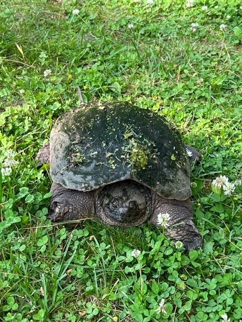 Common Snapping Turtle From Outlet On June 22 2023 At 08 45 AM By   Large 