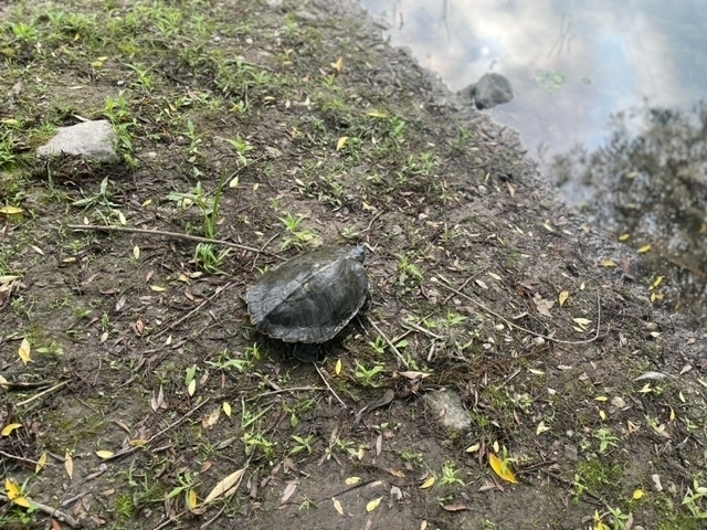 Northern Map Turtle In June 2023 By Clayton Shearer Photo And ID   Large 