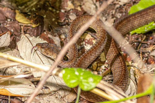 Brown Tree Snake sighting