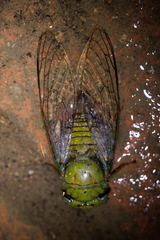 Dorisiana amoena image