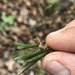 Dryadella linearifolia - Photo (c) dennis_medina, todos os direitos reservados, uploaded by dennis_medina