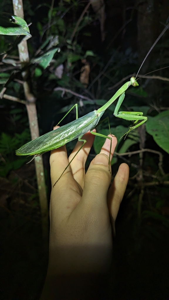 Macromantis hyalina in May 2023 by Caitlin Henderson · iNaturalist