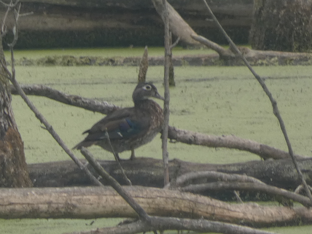 Wood Duck from Killbuck Lakes Park, Burbank, OH, US on June 28, 2023 at