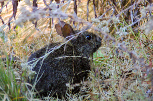 Volcano Rabbit