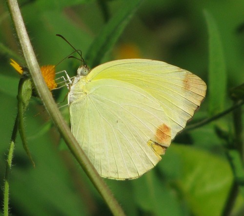 Westwood's Yellow
