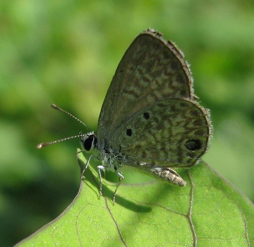 Hemiargus huntingtoni hannoides