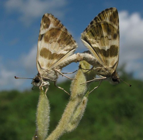 Erichson's White-Skipper