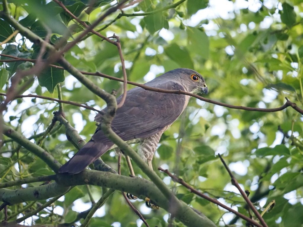 Accipiter virgatus fuscipectus from 台灣台中市 on June 21, 2023 at 06:13 PM ...