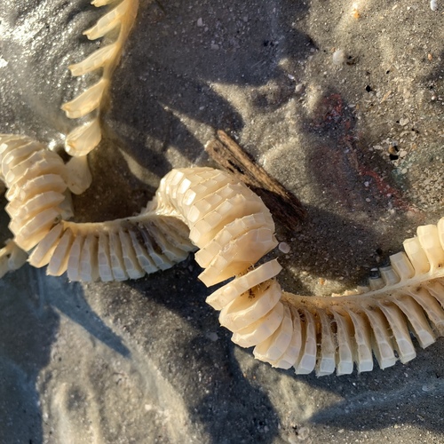 Knobbed Whelk