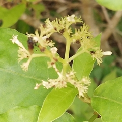 Psychotria horizontalis image