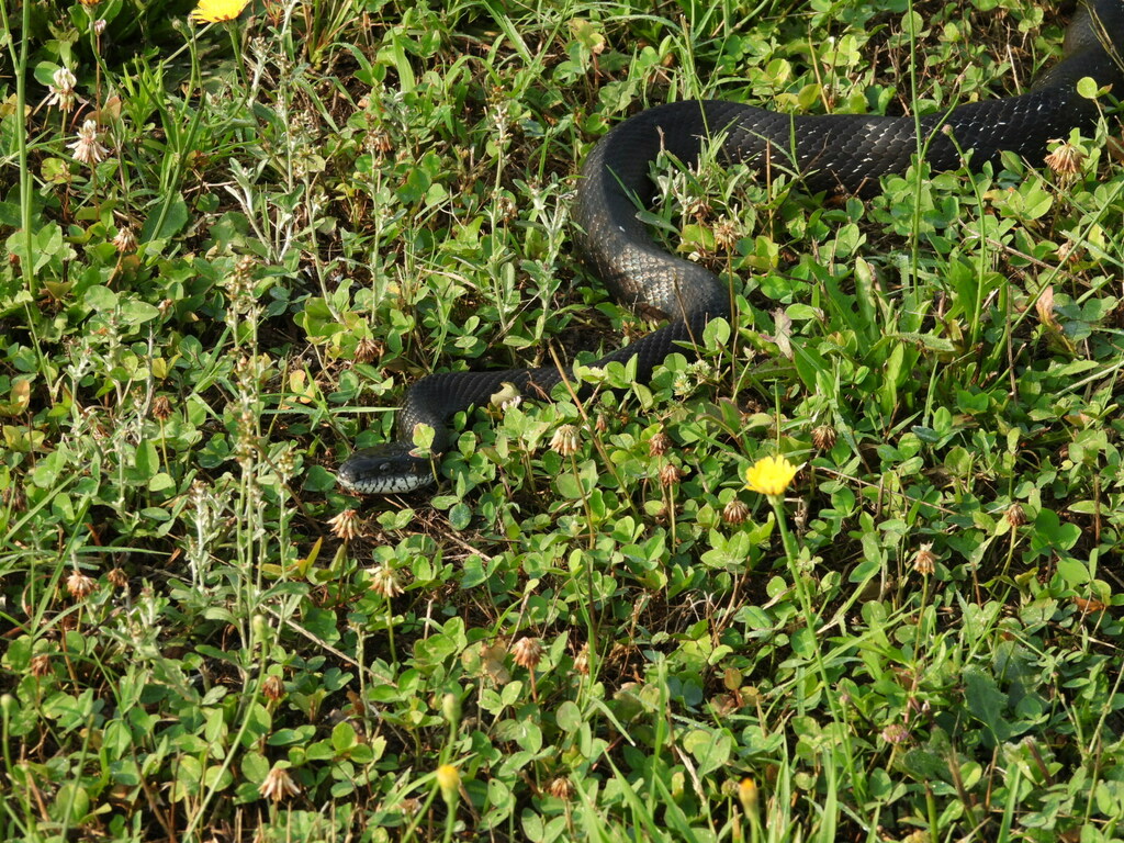 Eastern Ratsnake from 499 Massenburg Baker Rd, Louisburg, NC 27549, USA ...