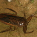 Oriental Giant Water Bug - Photo (c) Taewoo Kim, all rights reserved, uploaded by Taewoo Kim