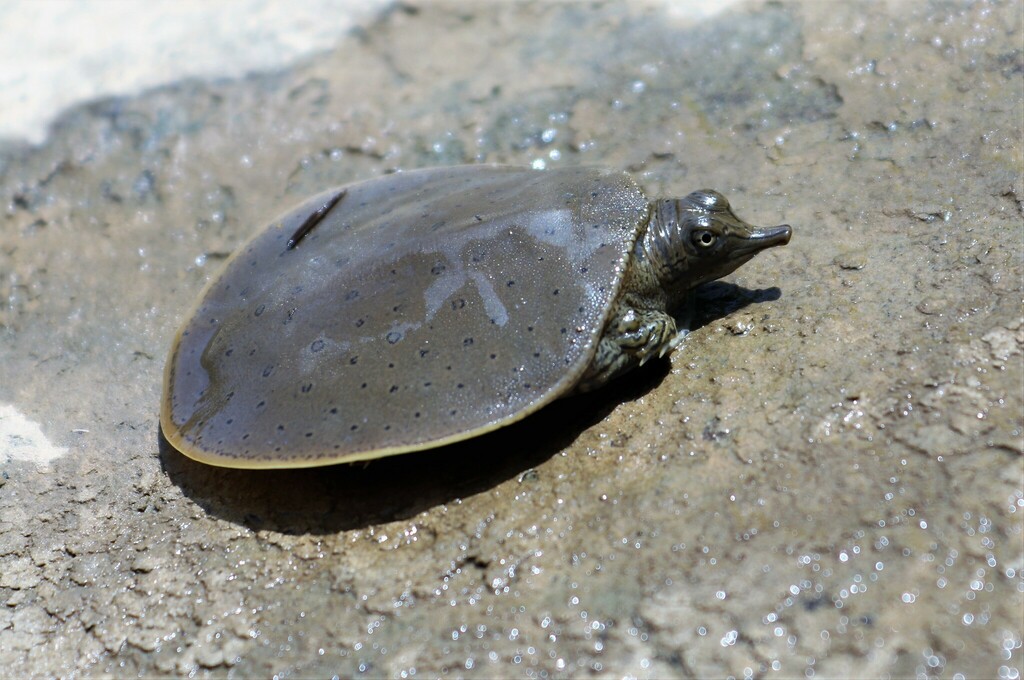 Softshell Eastern Eastern Spiny Softshell in June 2023 by brandonh1 · iNaturalist