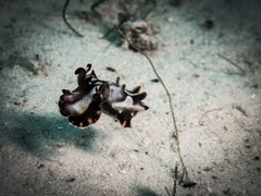 Flamboyant cuttlefish