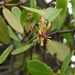 Muellerina celastroides - Photo (c) peterzoo, όλα τα δικαιώματα διατηρούνται, uploaded by peterzoo