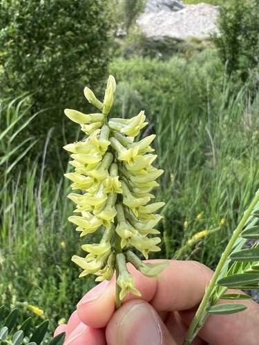 Astragalus odoratus