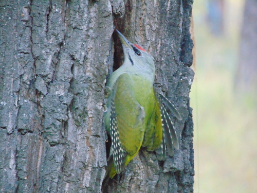 Grey-headed Woodpecker