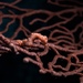 Observation photo