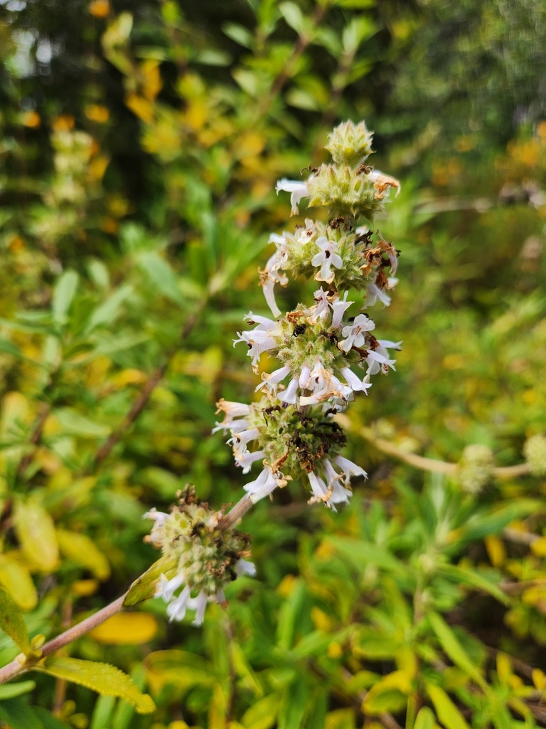 black sage from Monterey County, USCA, US on June 29, 2023 at 0328 PM