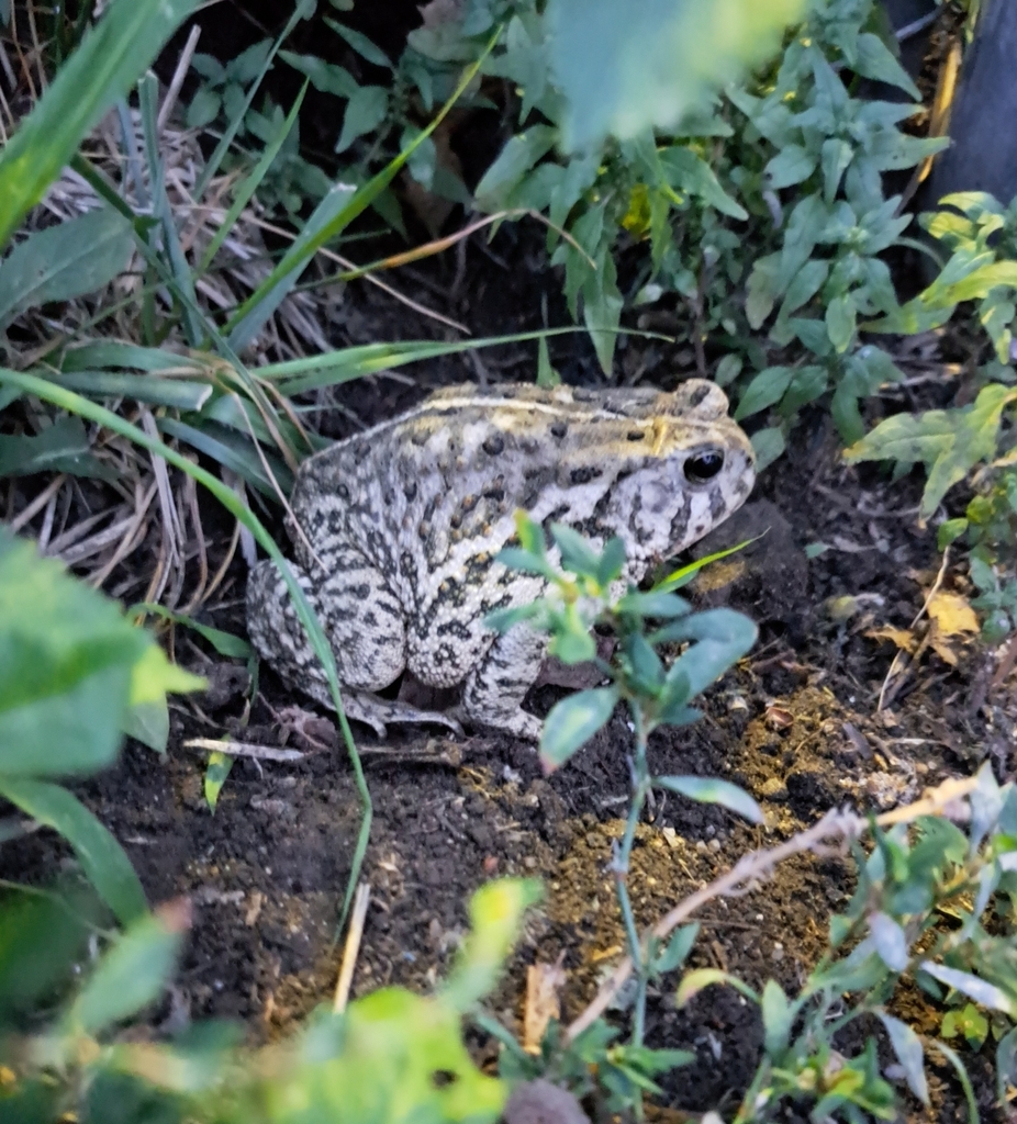 Woodhouse's Toad From Greenwood On June 29, 2023 At 09:25 PM By Amanda ...