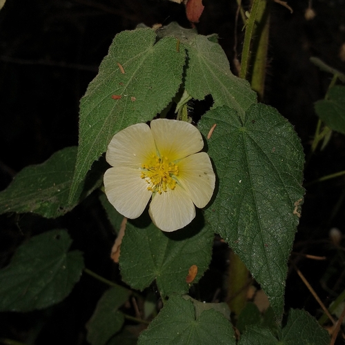 Herissantia tiubae