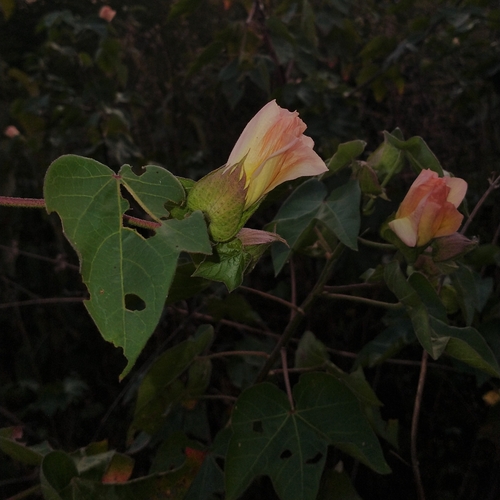 Upland Cotton