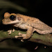 Urubamba Spiny-backed Frog - Photo (c) Prakrit Jain, all rights reserved