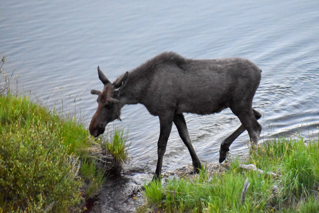 Moose From Breckenridge CO 80424 USA On June 22 2018 At 08 35 PM By   Large 