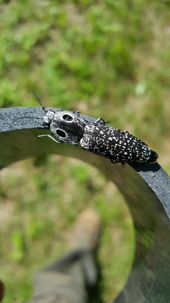 Eastern Eyed Click Beetle From County Rd On June At Pm By Clayton Shearer