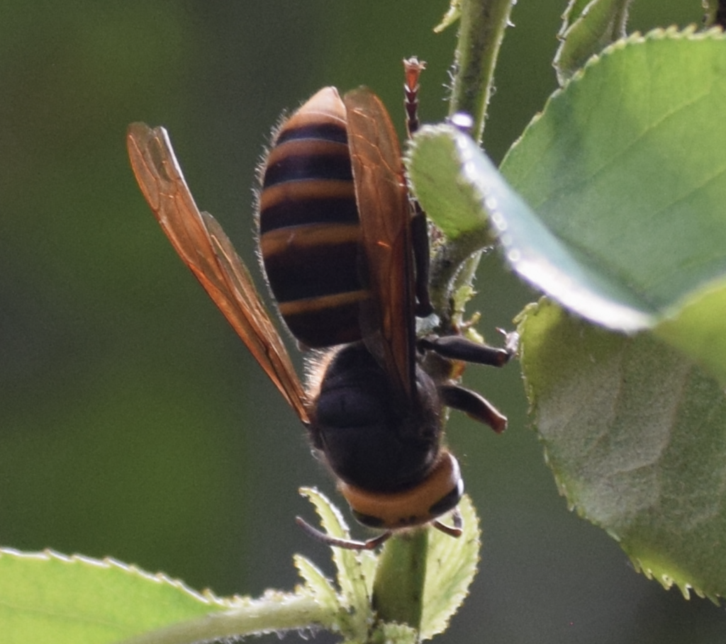 Vespa analis insularis from 1 Chiyoda, Chiyoda City, Tokyo 100-0001 ...