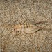 Coast Sand-treader Cricket - Photo (c) Alice Abela, all rights reserved